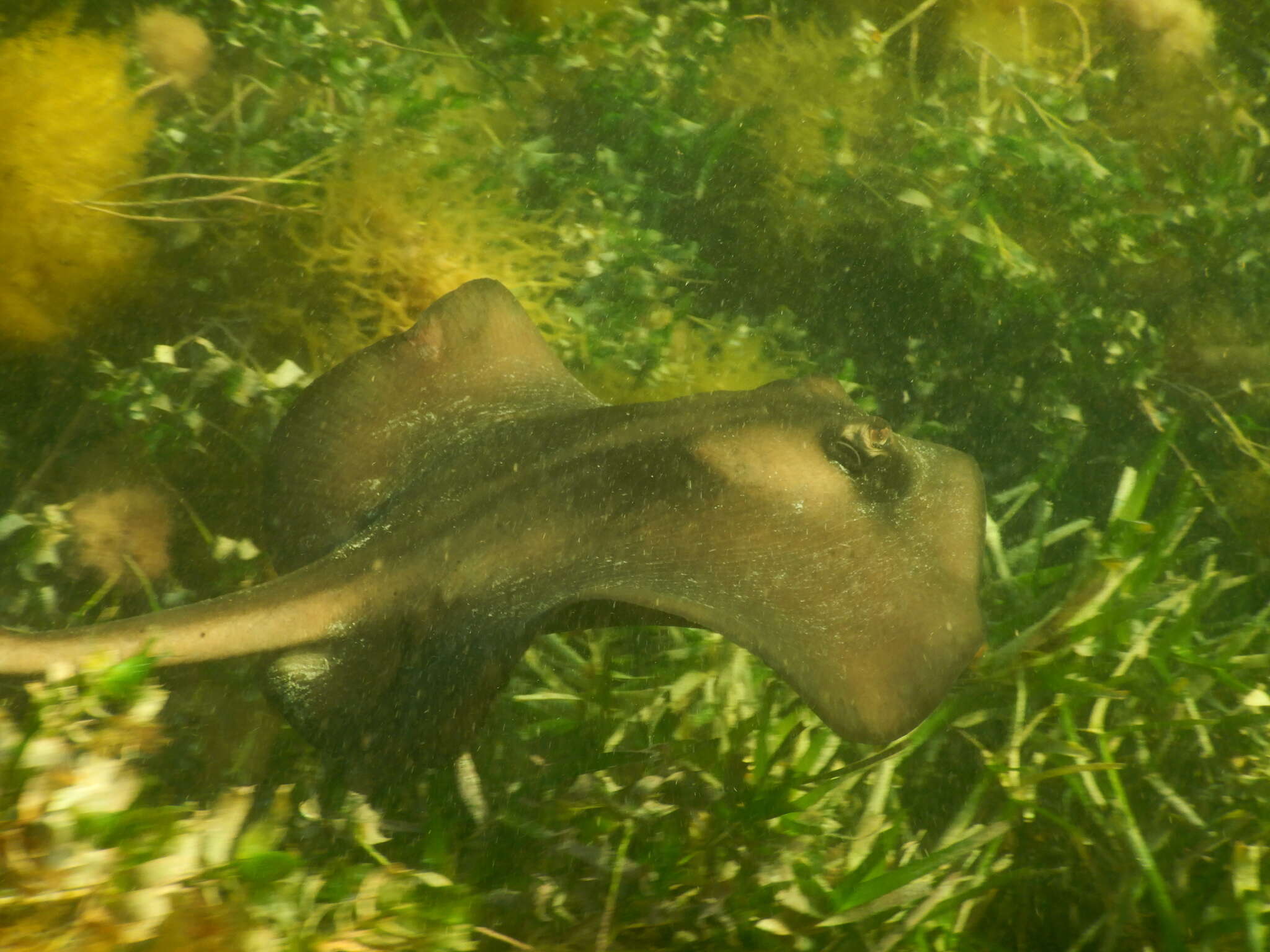 Image of Striped Stingaree