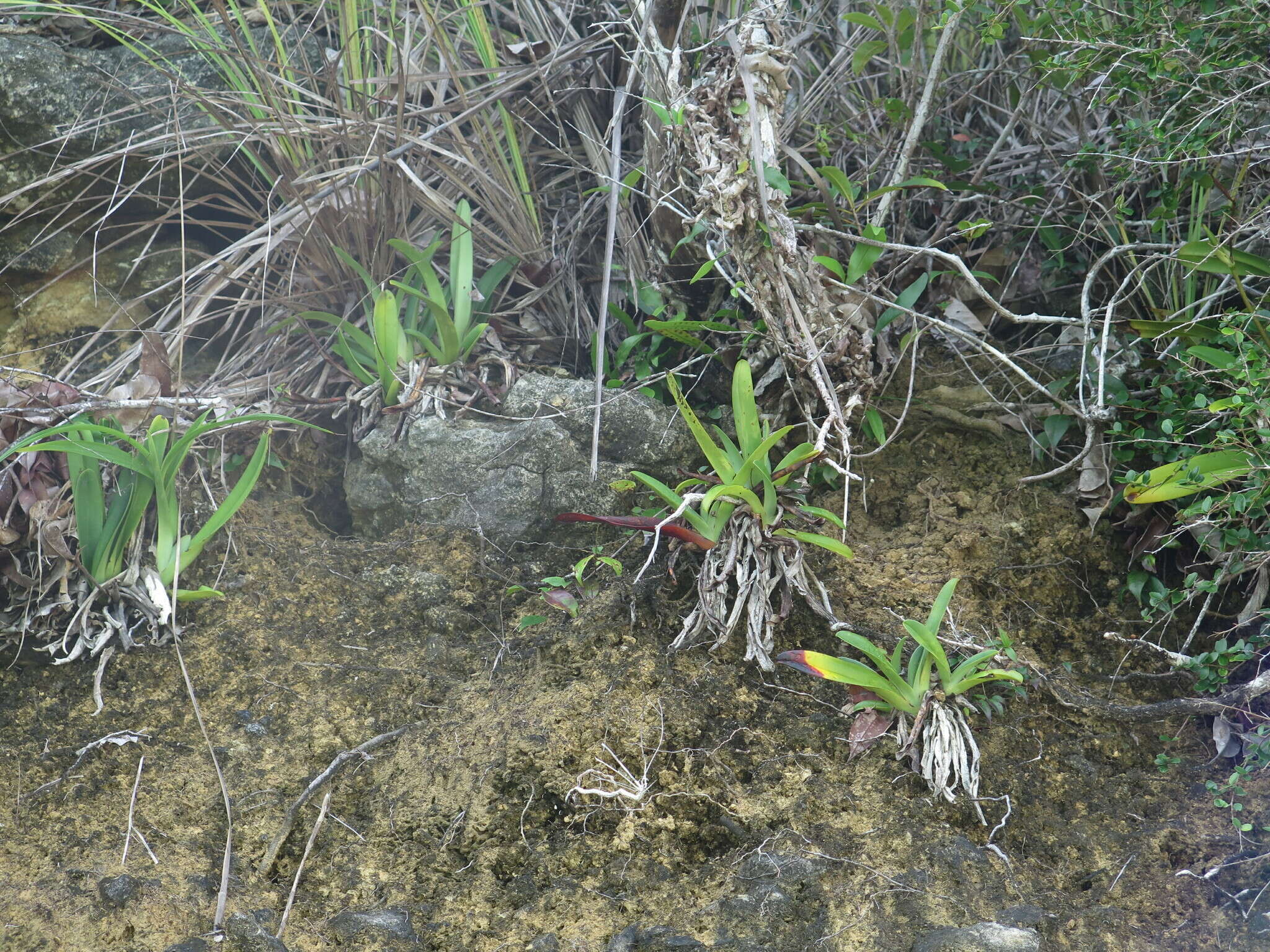 Image de Paphiopedilum glanduliferum (Blume) Stein