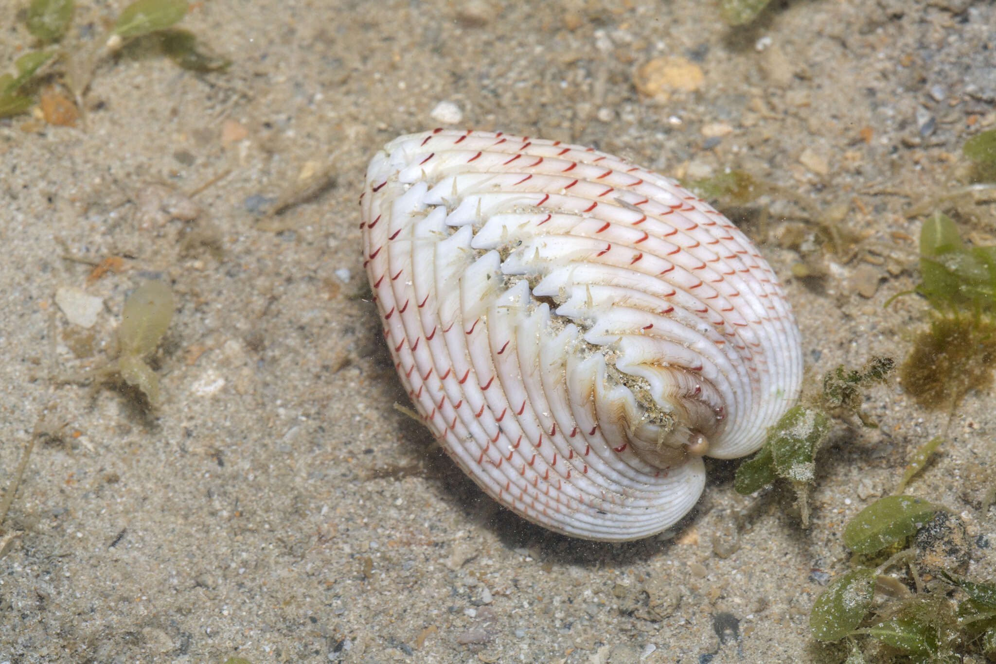 Image of strawberry cockle