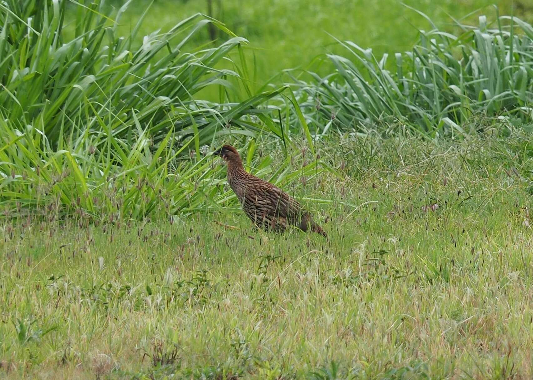 Image of Erckel's Francolin