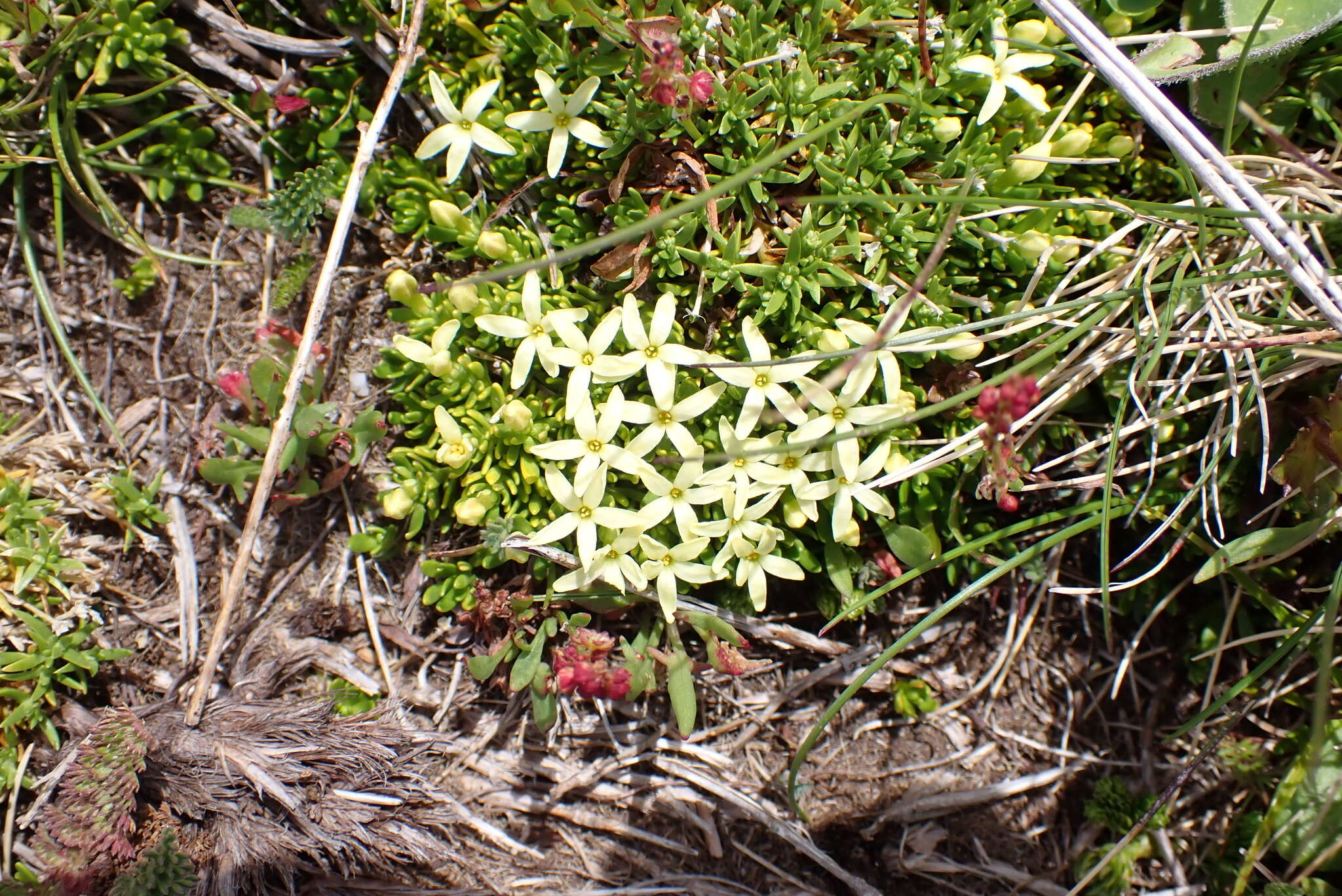 Image of Stackhousia pulvinaris F. Müll.