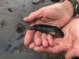 Image of Bay blenny