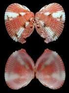 Image of Timoclea marica (Linnaeus 1758)