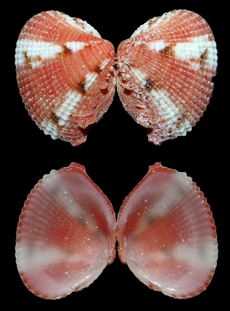 Image of Timoclea marica (Linnaeus 1758)