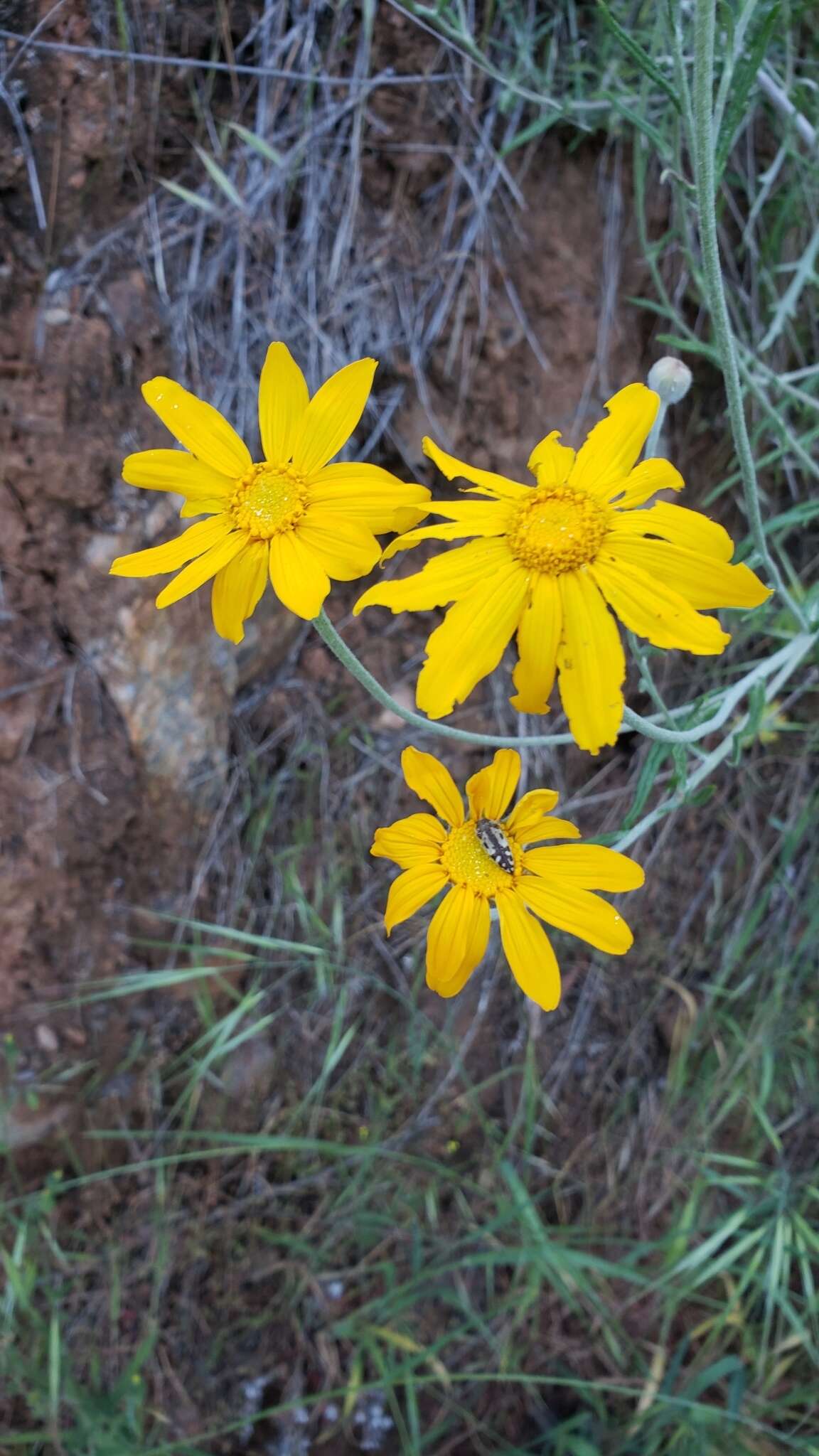 Image of common woolly sunflower