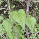 Image of Dioscorea variifolia Bertero