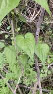 Image of Dioscorea variifolia Bertero