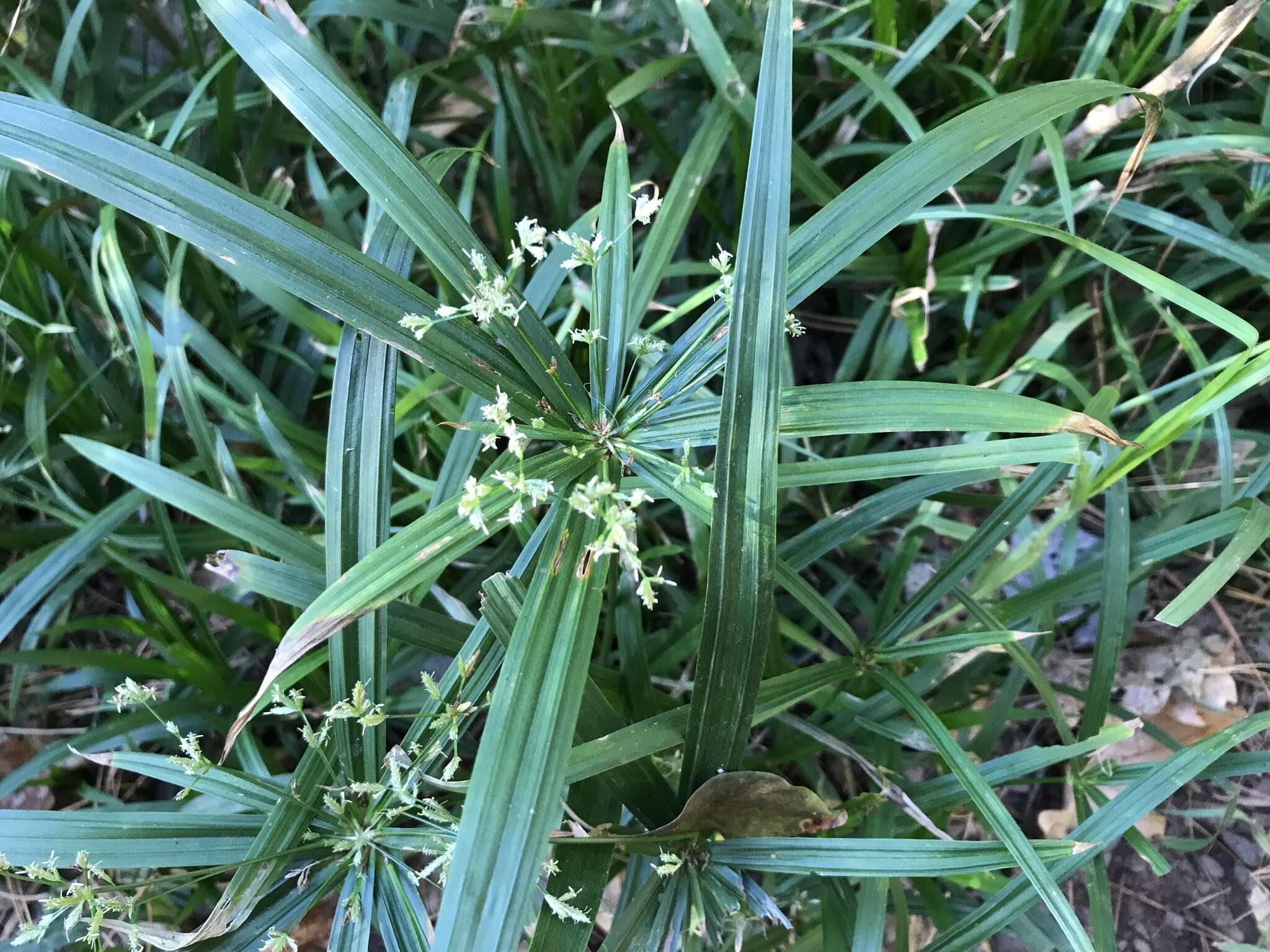 Imagem de Cyperus albostriatus Schrad.