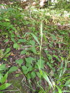 Image of Elymus virginicus var. virginicus