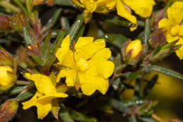 Image of Hibbertia fasciculiflora K. R. Thiele