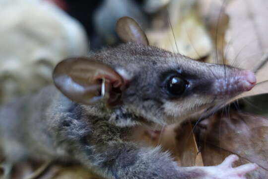 Image of Gray Slender Mouse Opossum