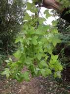 Image of Chinese Sweetgum