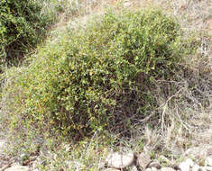 Image of Muehlenbeckia gunnii (Hook. fil.) Walp.