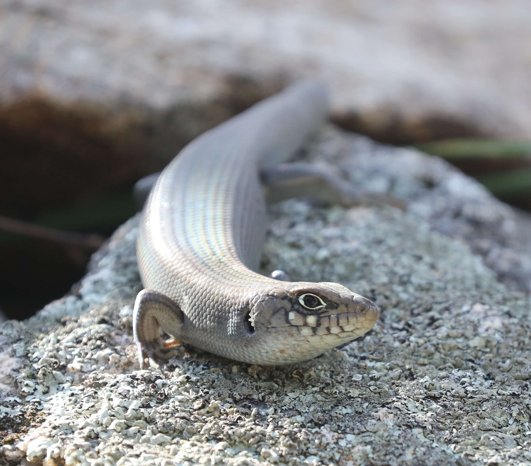 Image of Liopholis modesta (Storr 1968)