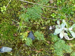 Image de Agrostis muscosa Kirk