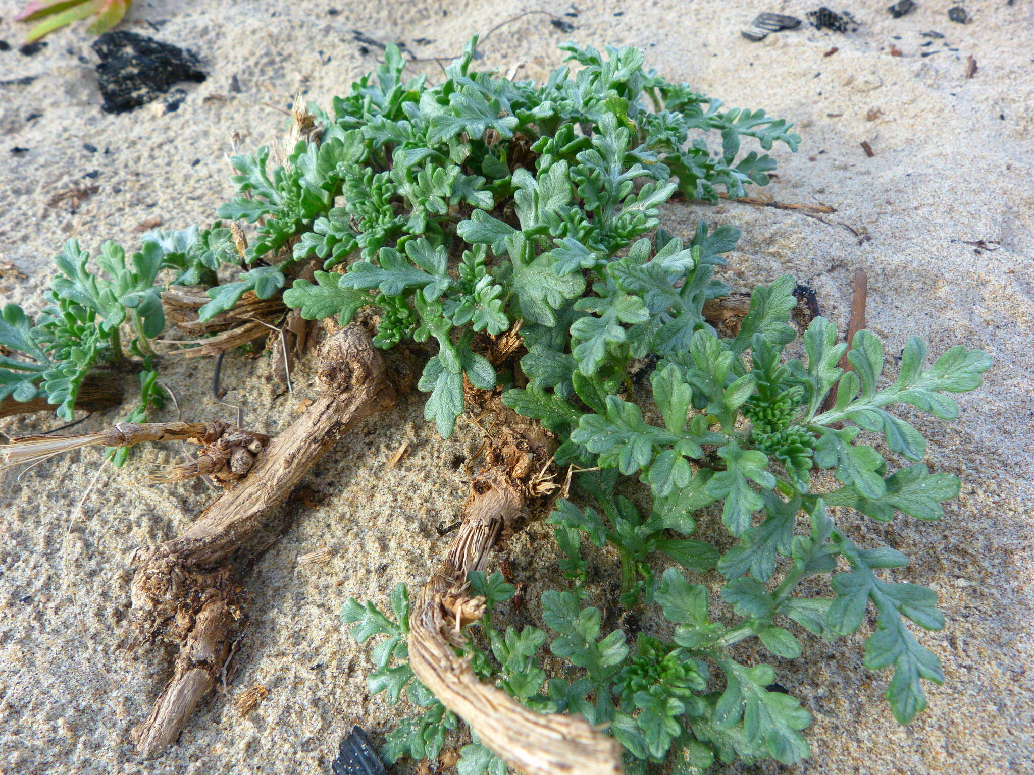 Image of silver bur ragweed