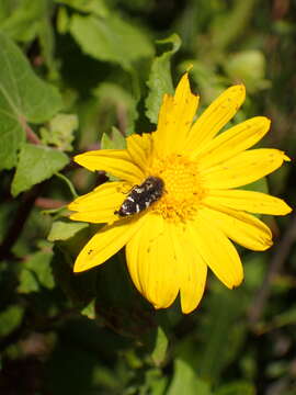 Image of Acmaeodera connexa Le Conte 1859