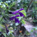 Sivun Salvia carreyesii J. G. González kuva