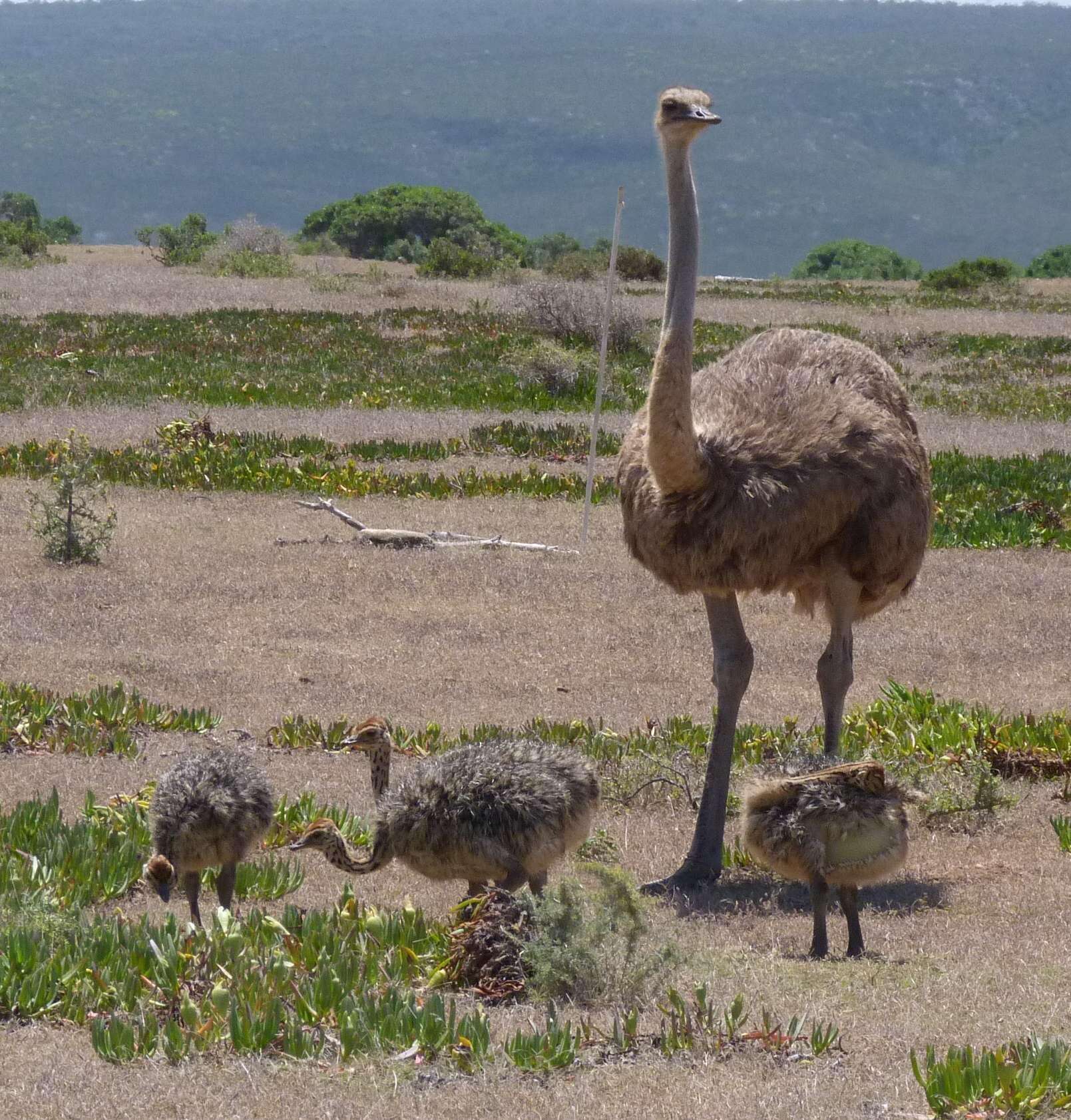 Image of South African Ostrich