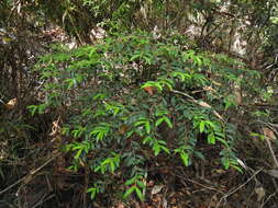 Image of Pilidiostigma rhytisperma (F. Müll.) Burret