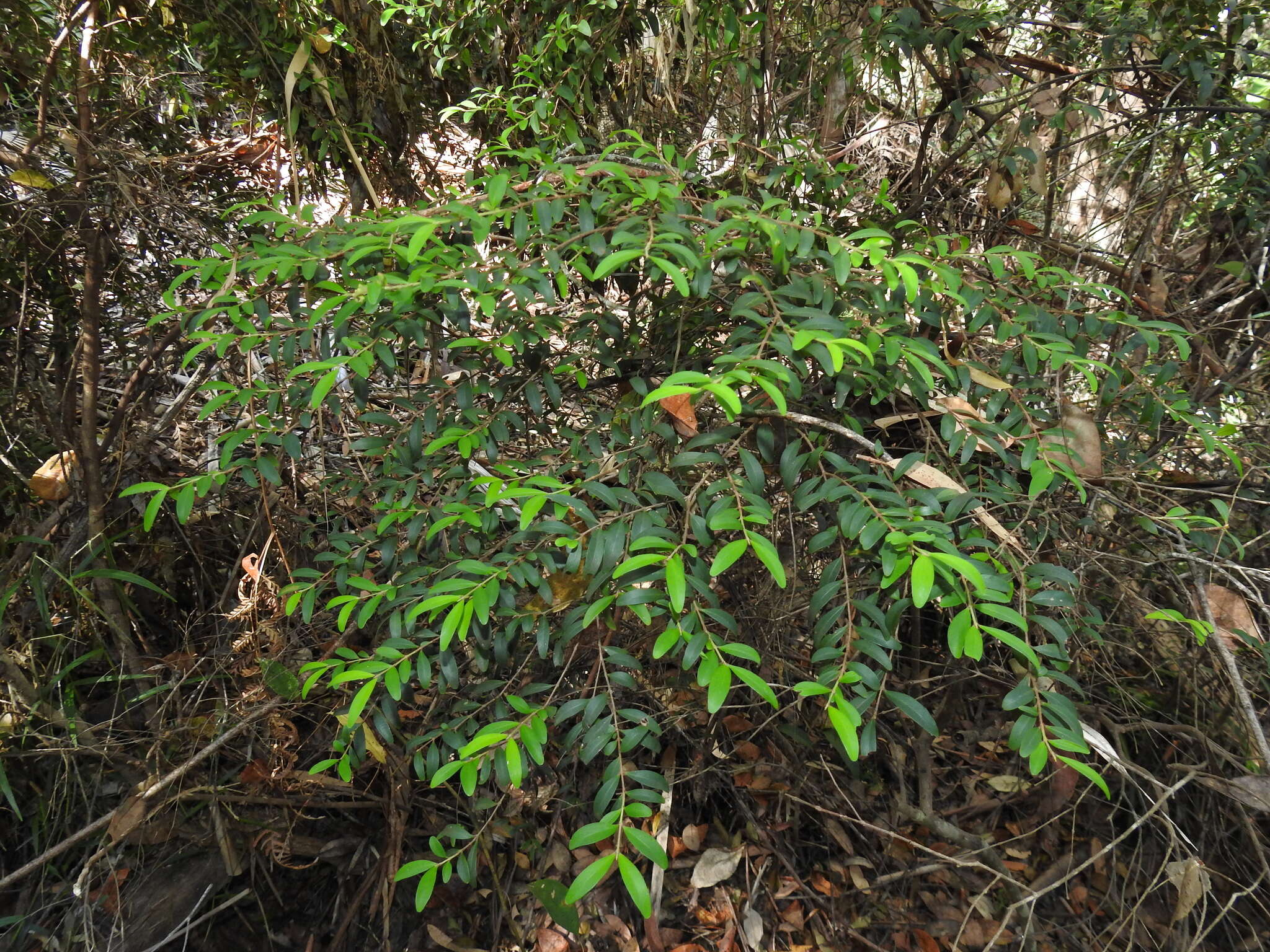 Image of Pilidiostigma rhytisperma (F. Müll.) Burret