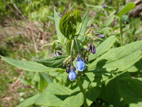 Слика од Mertensia paniculata var. borealis (J. F. Macbr.) L. O. Williams