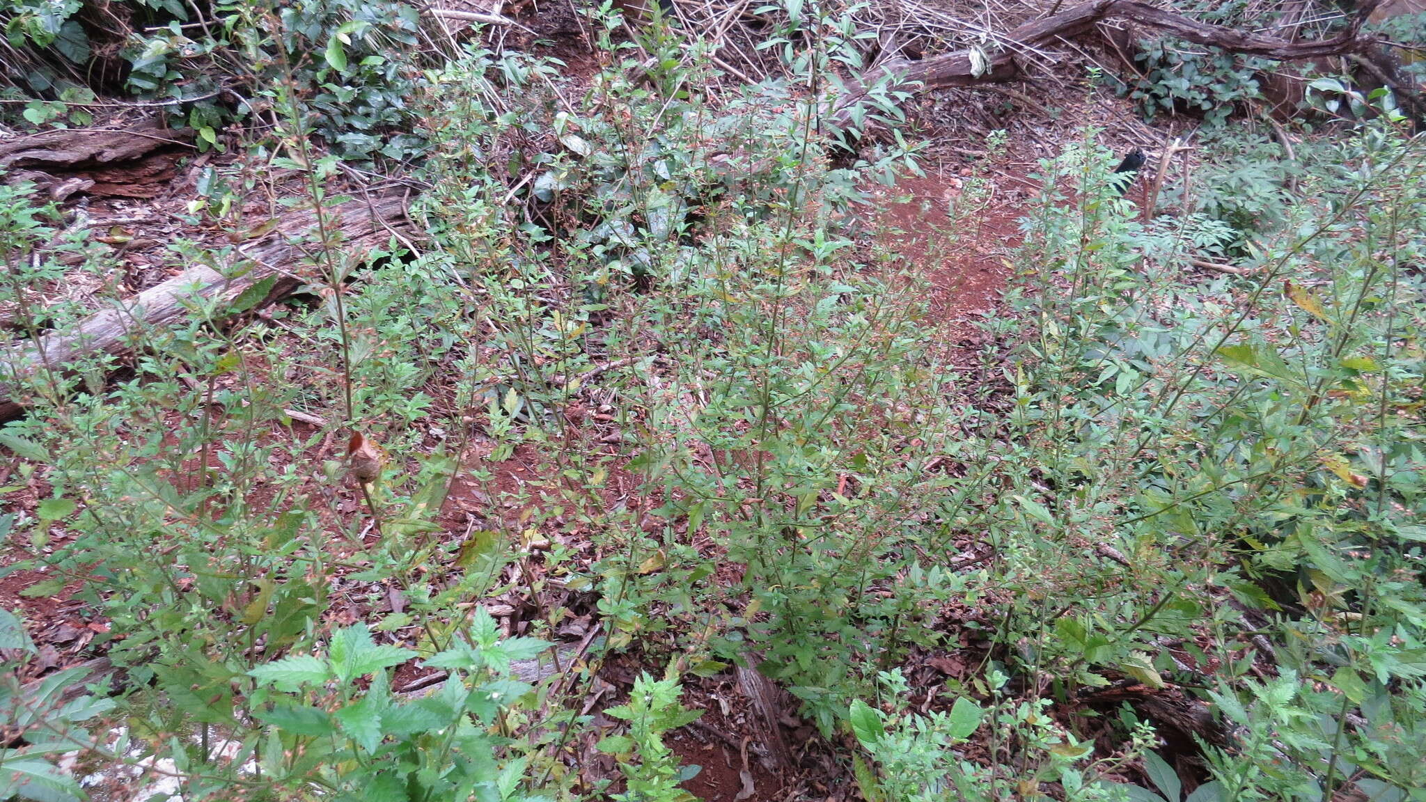 Image of Teucrium corymbosum R. Br.