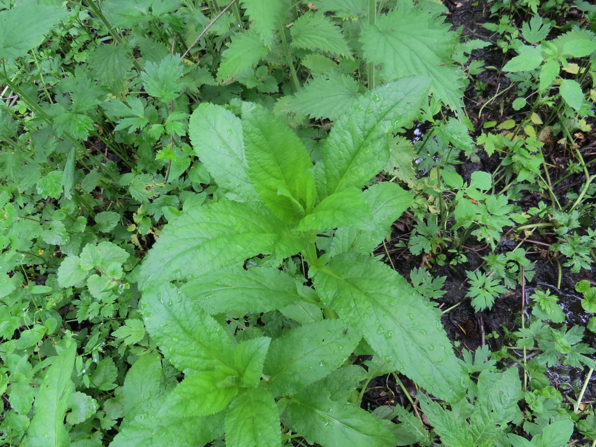 Imagem de Scrophularia umbrosa Dum.