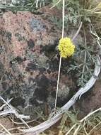 Слика од Lomatium austiniae (Coult. & Rose) Coult. & Rose