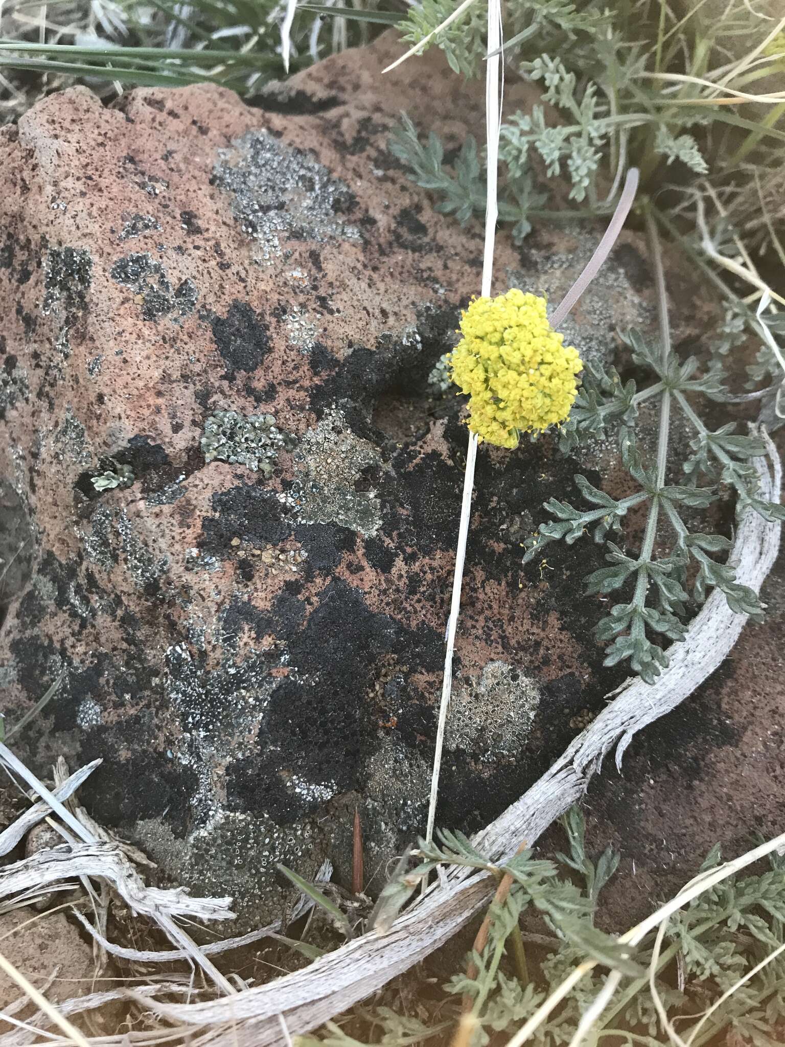 Слика од Lomatium austiniae (Coult. & Rose) Coult. & Rose