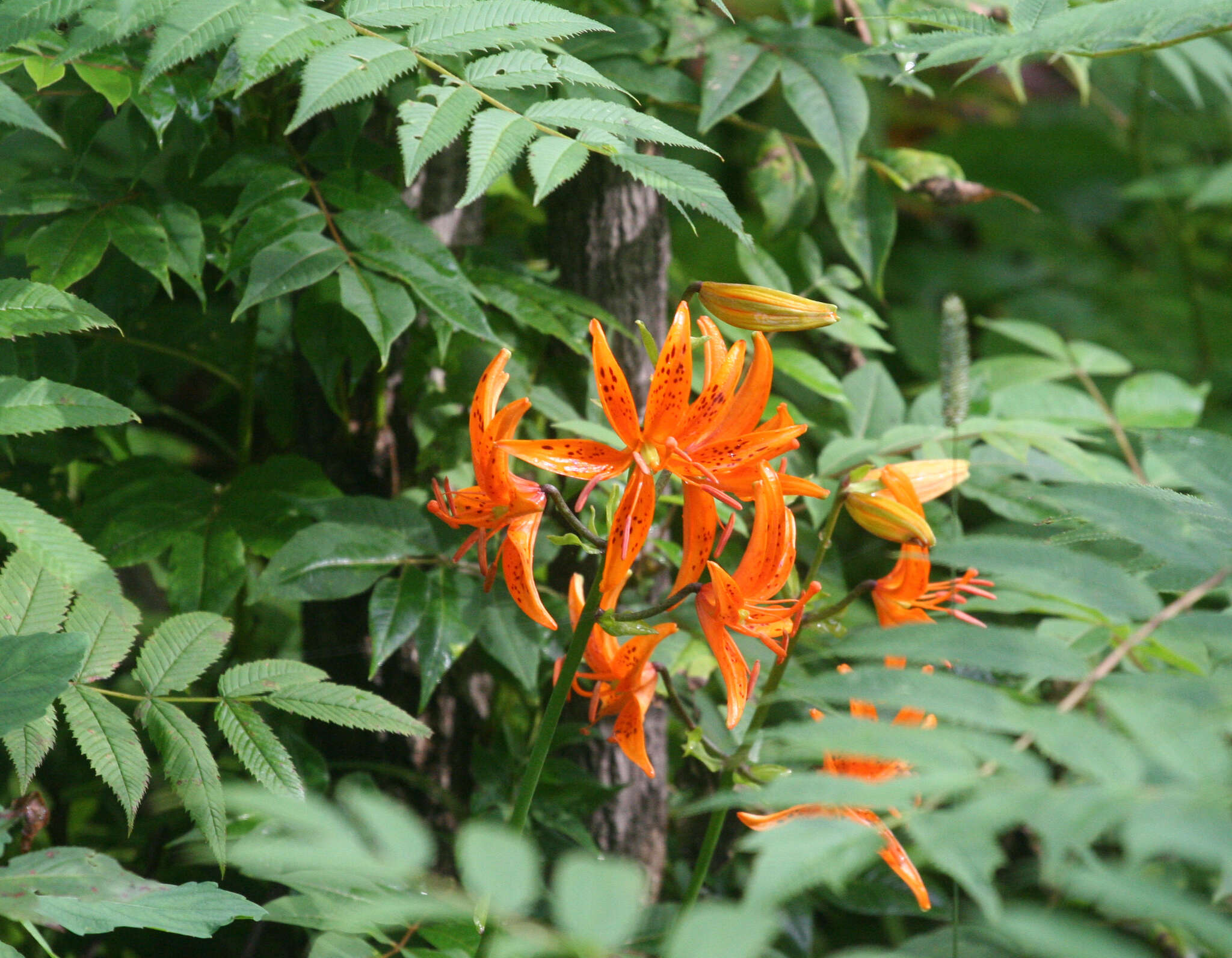 Image of Lilium distichum Nakai ex Kamib.