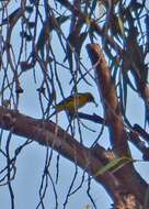 Image of Western Tanager
