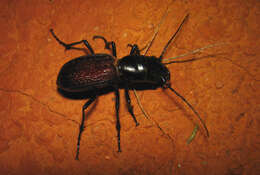 Image of Great Plains Giant Tiger Beetle