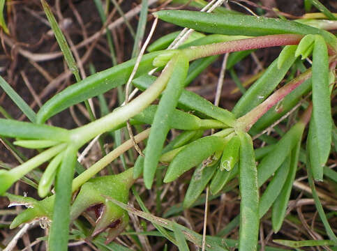 Image of Delosperma brevipetalum L. Bol.