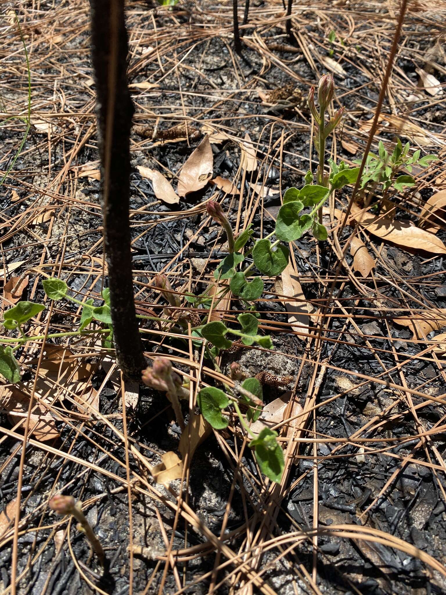 Sivun Matelea pubiflora (Decne.) R. E. Woodson kuva