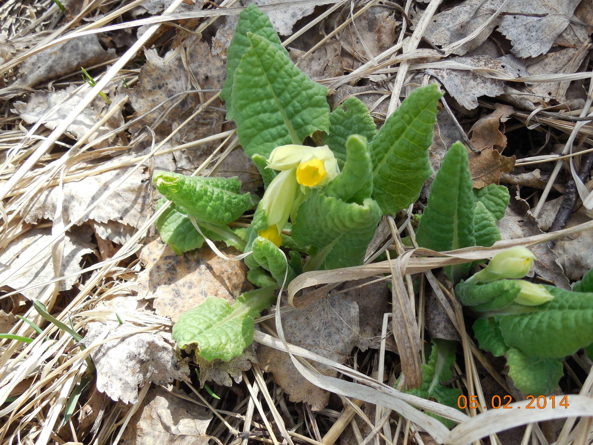 Image of Primula veris subsp. macrocalyx (Bunge) Lüdi