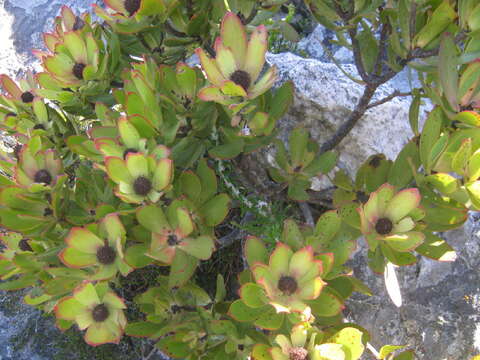 Image of Leucadendron gandogeri Schinz ex Gand.