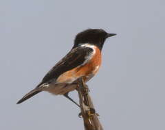 Image of African Stonechat