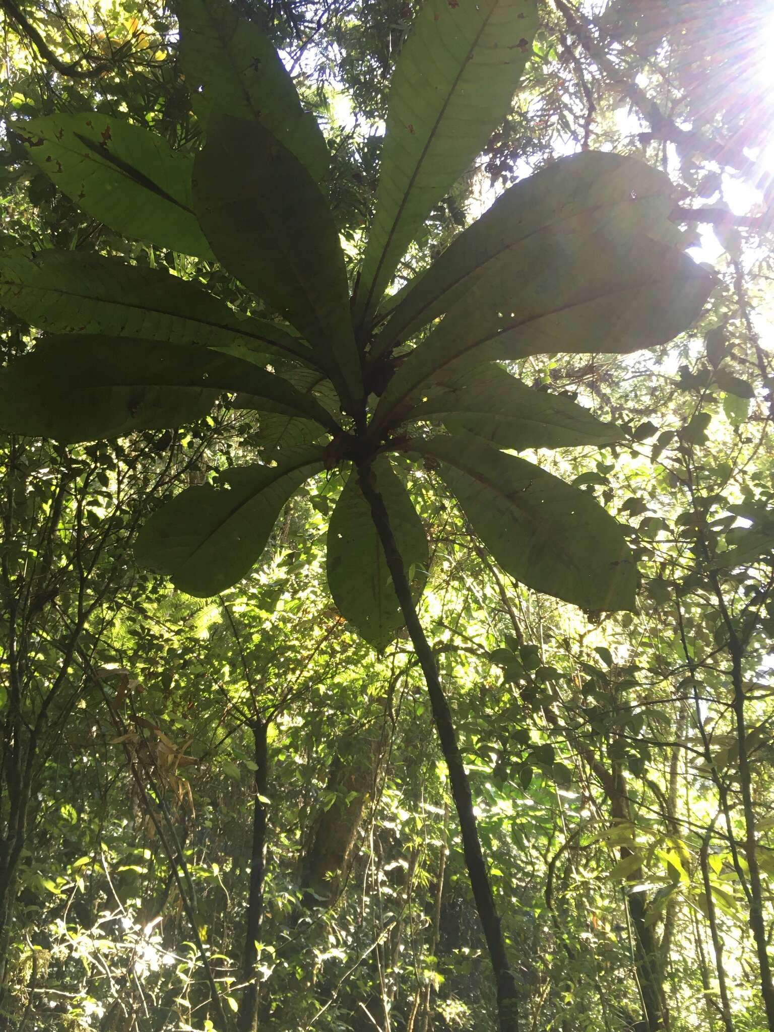 Image of Micronychia macrophylla H. Perrier