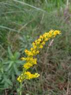 Image of slimleaf bur ragweed