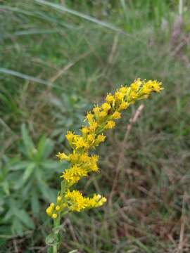 Image of slimleaf bur ragweed