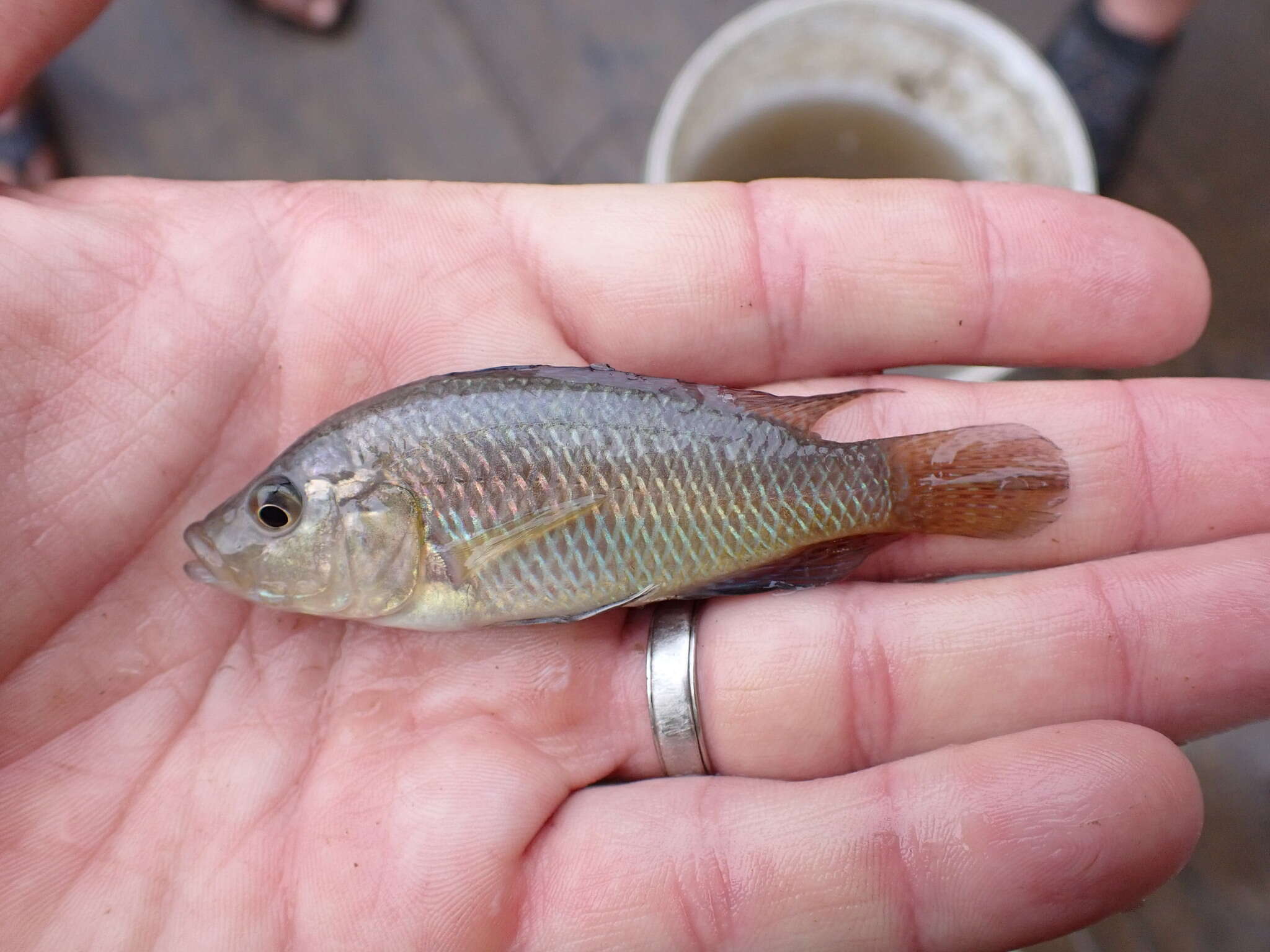 Image of Southern mouthbrooder