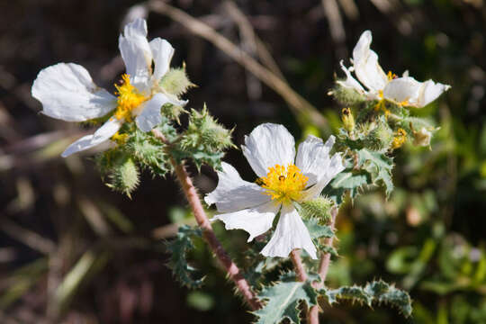 Image of Mojave pricklypoppy