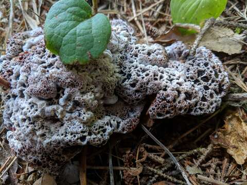 Image of Hydnellum cyanopodium K. A. Harrison 1964