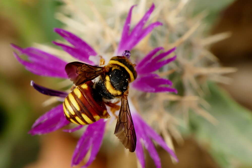 Imagem de Rhodanthidium infuscatum (Erichson 1835)