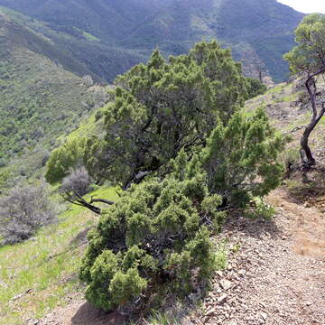 Sivun Juniperus californica Carrière kuva