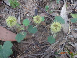 Image of Hydrocotyle laxiflora DC.