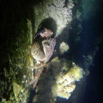 Image of Yellow Round Crab