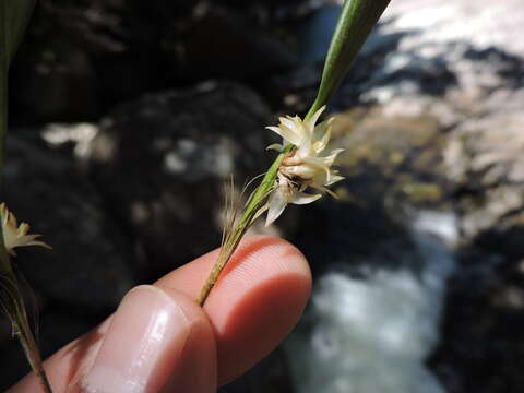 Octomeria crassifolia Lindl.的圖片