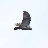 Image of Eastern Red-tailed Hawk